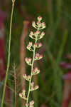 Coastal false asphodel